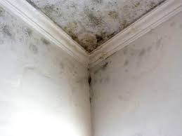 Professional Mold Remediation in Neshanic Station, NJ